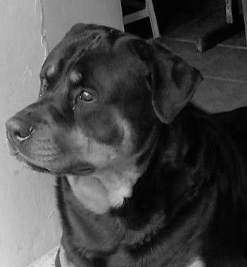 Gabriel Murilo Lanzi